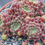 Sempervivum Prosecco Rojnik