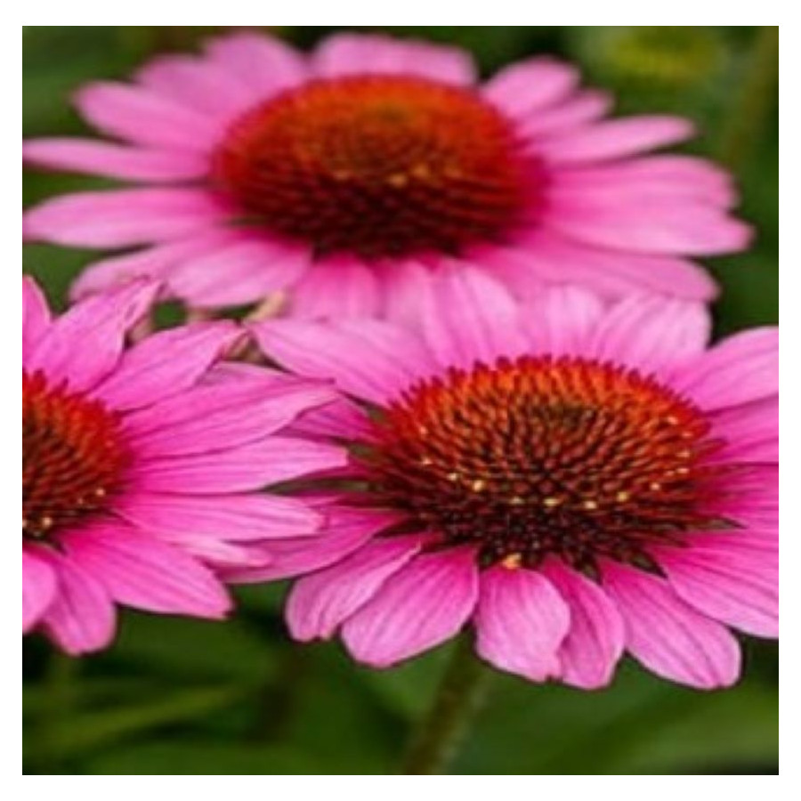 Echinacea SunMagic Vintage Pink Jeżówka - Szkółka Barcikowscy Szkółka Barcikowscy