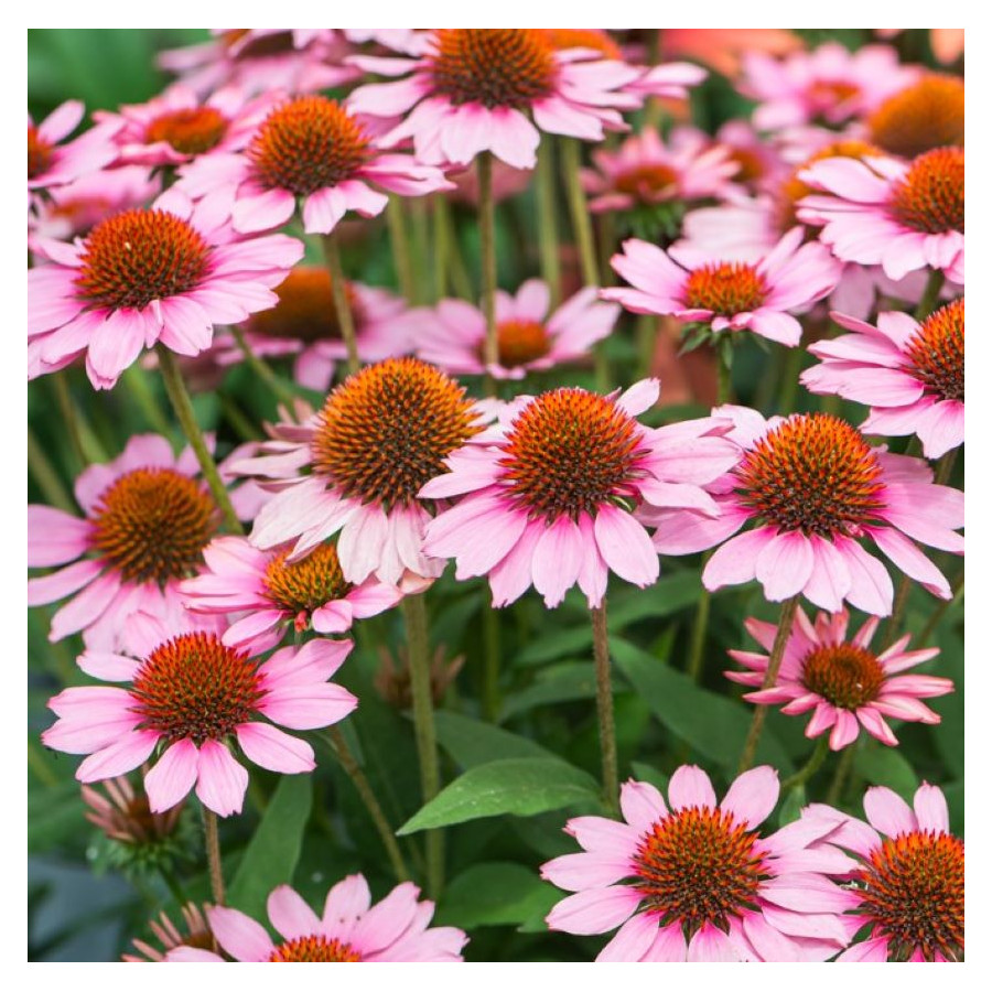 Echinacea SunMagic Vintage Pink Jeżówka - Szkółka Barcikowscy Szkółka Barcikowscy