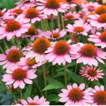 Echinacea SunMagic Vintage Pink Jeżówka - Szkółka Barcikowscy Szkółka Barcikowscy