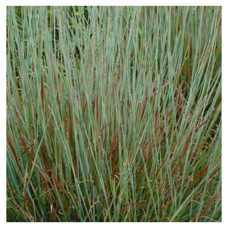 Schizachyrium scoparium Standing Ovation Palczatka miotlasta- Rośliny od Ogrodnika Szkółka Barcikowscy