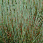 Schizachyrium scoparium Standing Ovation Palczatka miotlasta- Rośliny od Ogrodnika Szkółka Barcikowscy