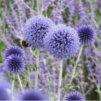 Echinops ritro Przegorzan pospolity - Rośliny od Ogrodnika Szkółka Barcikowscy