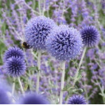 Echinops ritro Przegorzan pospolity