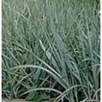 Leymus (Elymus) glaucus Wydmuszyca - Rośliny od Ogrodnika Szkółka Barcikowscy