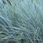 Leymus (Elymus) glaucus Wydmuszyca