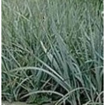 Leymus (Elymus) glaucus Wydmuszyca