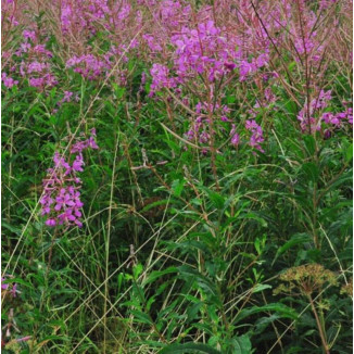 Epilobium angustifolium /...