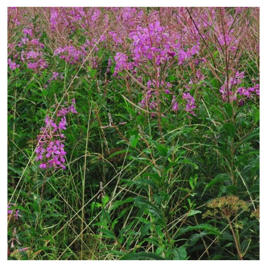 Epilobium angustifolium / Wierzbówka kiprzyca