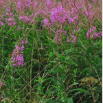 Epilobium angustifolium / Wierzbówka kiprzyca