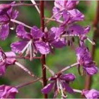 Epilobium angustifolium /...