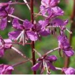 Epilobium angustifolium / Wierzbówka kiprzyca