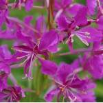 Epilobium angustifolium / Wierzbówka kiprzyca