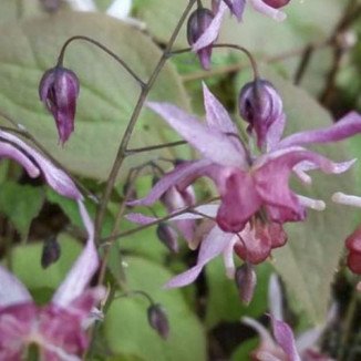 Epimedium Asiatic hybrid Epimedium