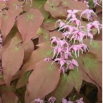 Epimedium Pretty in Pink Epimedium