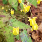 Epimedium Sunny And Share Epimedium