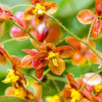 Epimedium warleyense Orange Koenigin Epimedium warlejskie