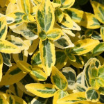 Euonymus Emerald 'n' Gold Trzmielina