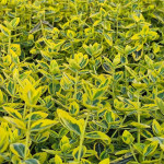 Euonymus Emerald 'n' Gold Trzmielina