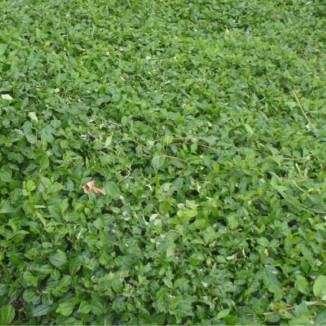 Euonymus fortunei Coloratus Trzmielina Fortune'a - Rośliny od Ogrodnika Szkółka Barcikowscy