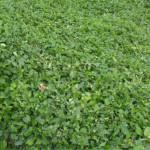 Euonymus fortunei Coloratus Trzmielina Fortune'a - Rośliny od Ogrodnika Szkółka Barcikowscy