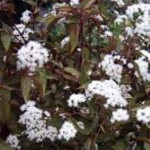 Eupatorium Chocolate Sadziec