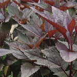 Eupatorium Chocolate Sadziec