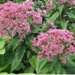 Eupatorium maculatum Atropurpureum Sadziec