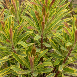 Euphorbia Ascot Rainbow Wilczomlecz- Rośliny od Ogrodnika Szkółka Barcikowscy