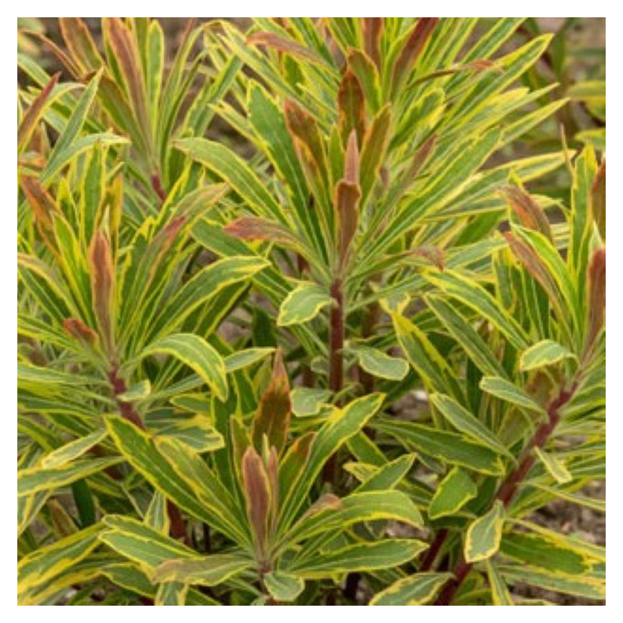 Euphorbia Ascot Rainbow Wilczomlecz- Rośliny od Ogrodnika Szkółka Barcikowscy