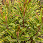 Euphorbia Ascot Rainbow Wilczomlecz- Rośliny od Ogrodnika Szkółka Barcikowscy
