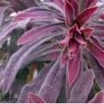 Euphorbia xmartinii Walberton's Ruby Glow Wilczomlecz