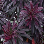 Euphorbia xmartinii Walberton's Ruby Glow Wilczomlecz