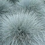 Festuca glauca Intense Blue