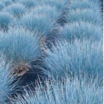 Festuca glauca Intense Blue