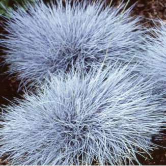 Festuca glauca Eisvogel...