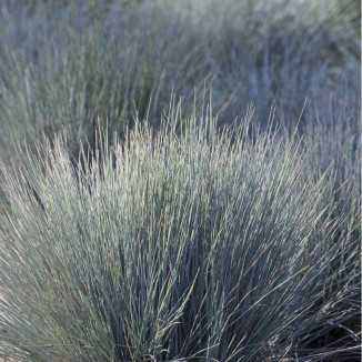 Festuca glauca Eisvogel...