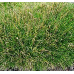 Festuca scoparia (gautierii) Kostrzewa Gautiera