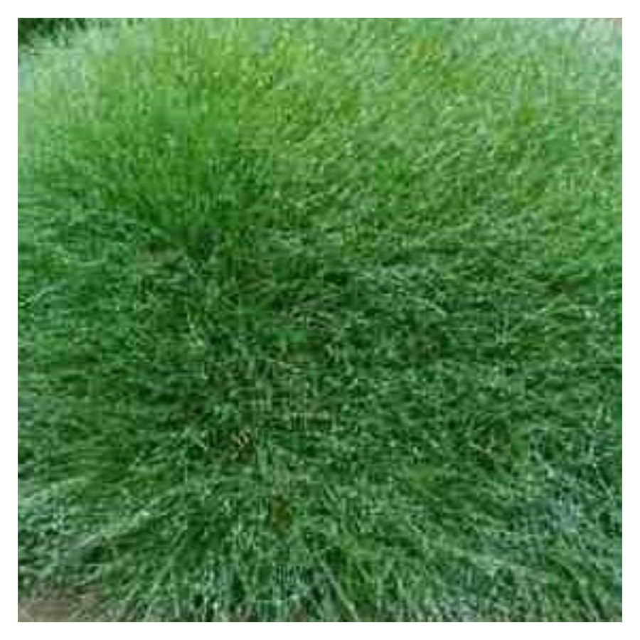 Festuca scoparia Pic Carlit Kostrzewa Gautiera