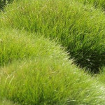 Festuca scoparia Pic Carlit Kostrzewa Gautiera
