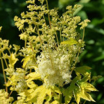 Filipendula ulmaria Aurea Wiązówka błotna