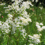 Filipendula vulgaris Wiązówka bulwkowa