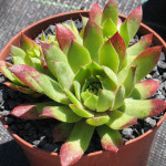 Sempervivum Primus Rojnik