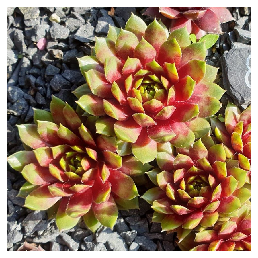 Sempervivum Prim and Propper Rojnik