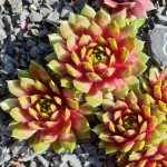 Sempervivum Prim and...