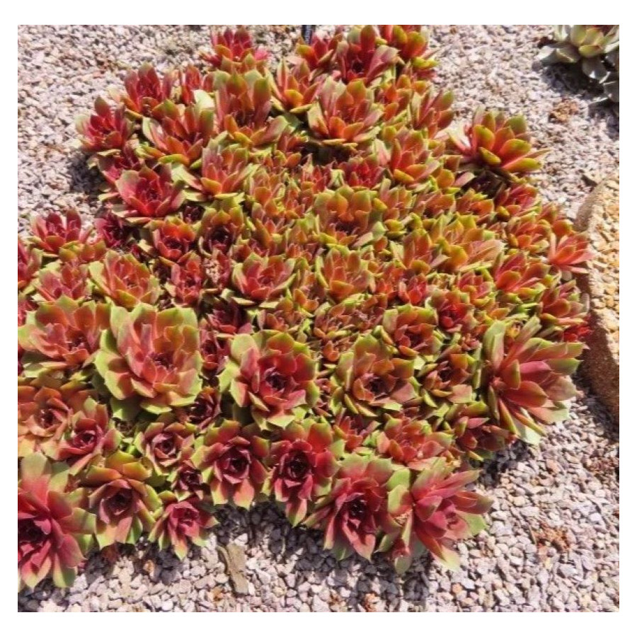 Sempervivum Popocatepetl Rojnik