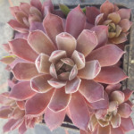 Sempervivum Pompeji Rojnik