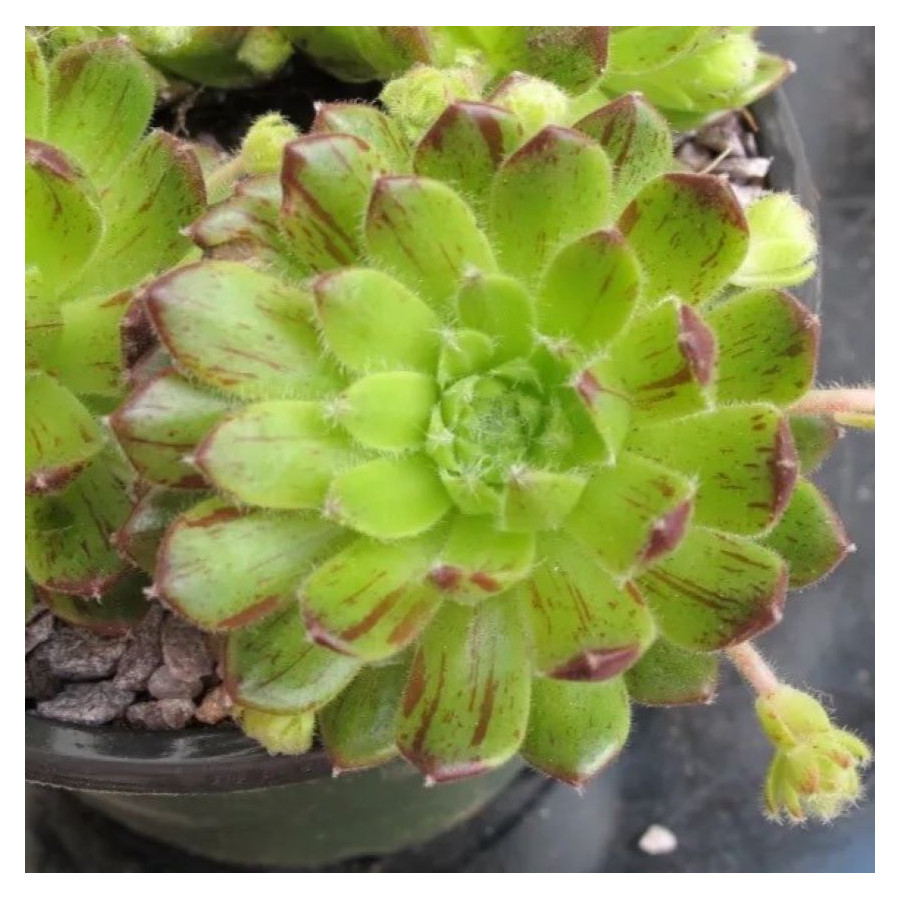 Sempervivum Polo Loco Rojnik