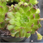 Sempervivum Polo Loco Rojnik