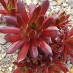 Sempervivum Polaris